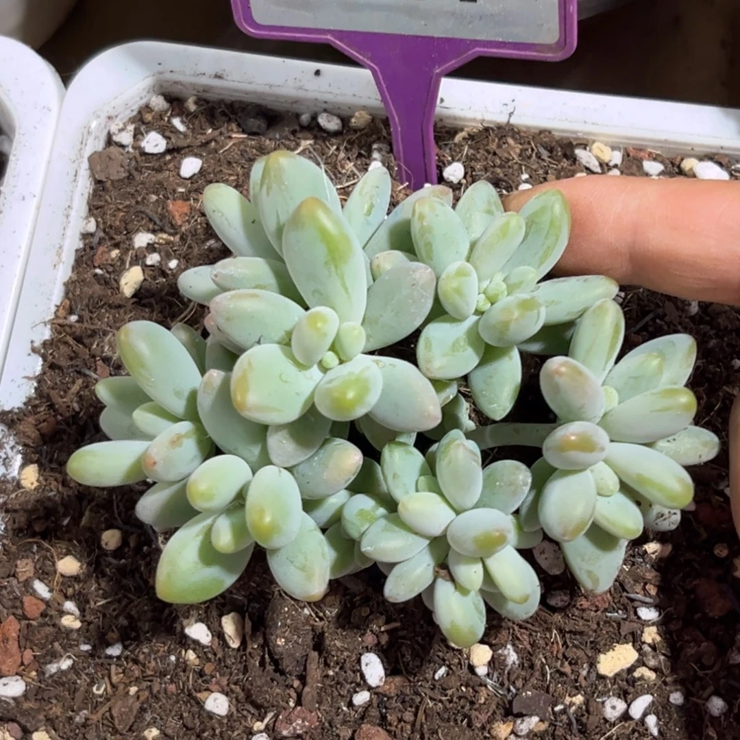 袁***儿白兰地一物一拍847