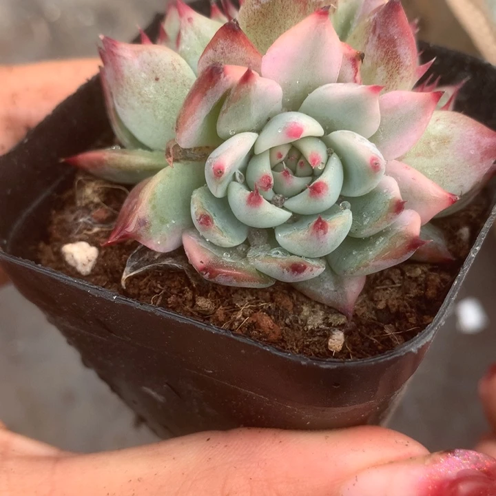 吉娃娃锦。一物一拍 包邮