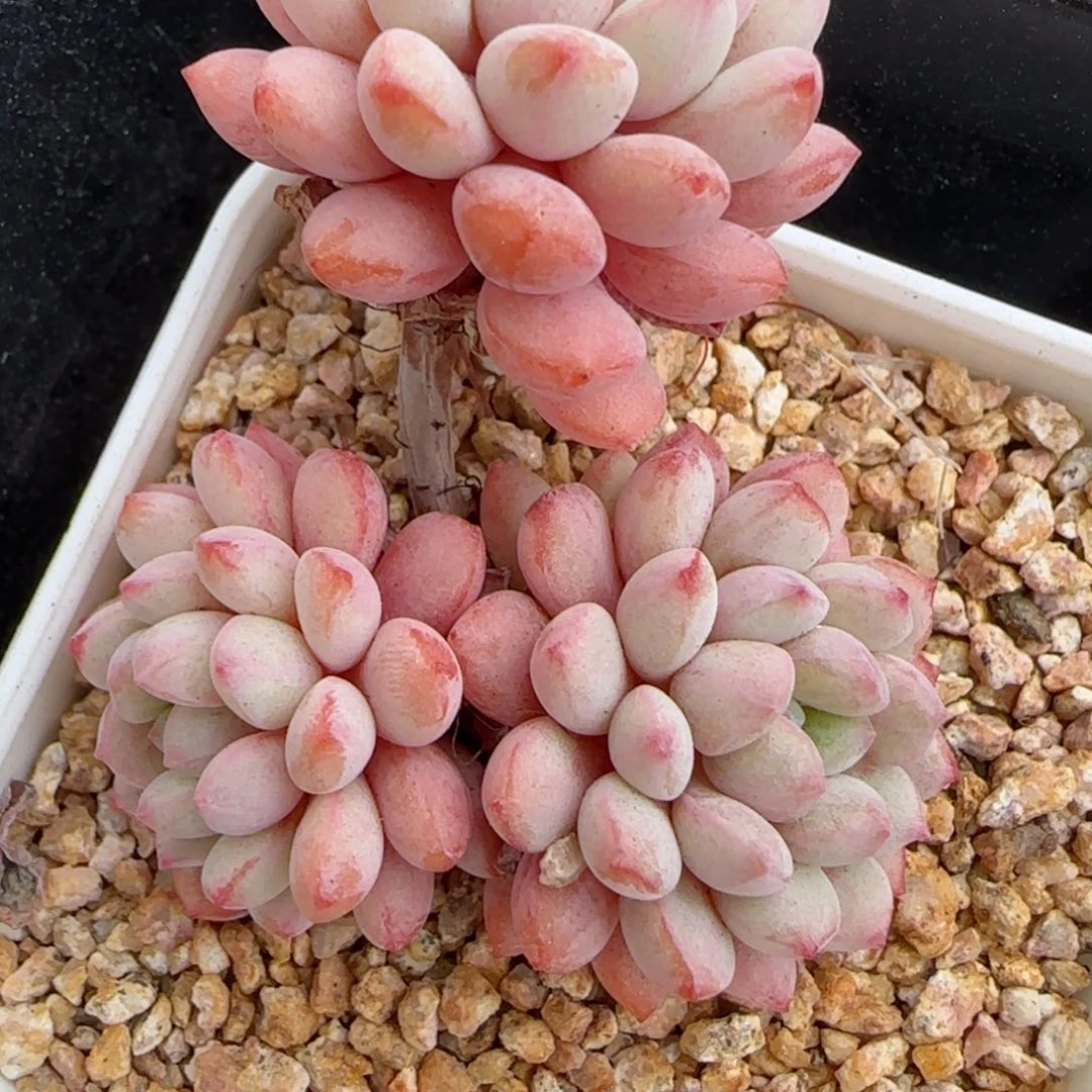 花语逸镜0223-427