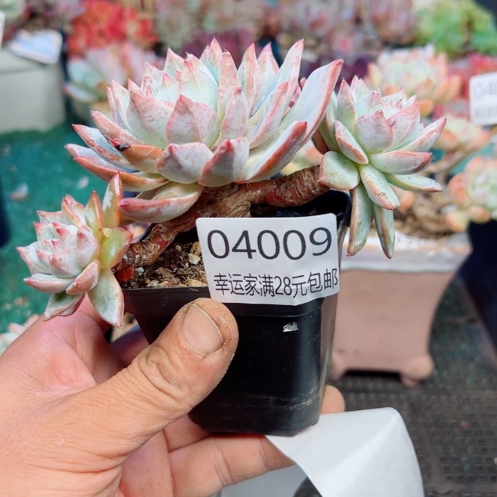 幸运的是我还没遇到你的