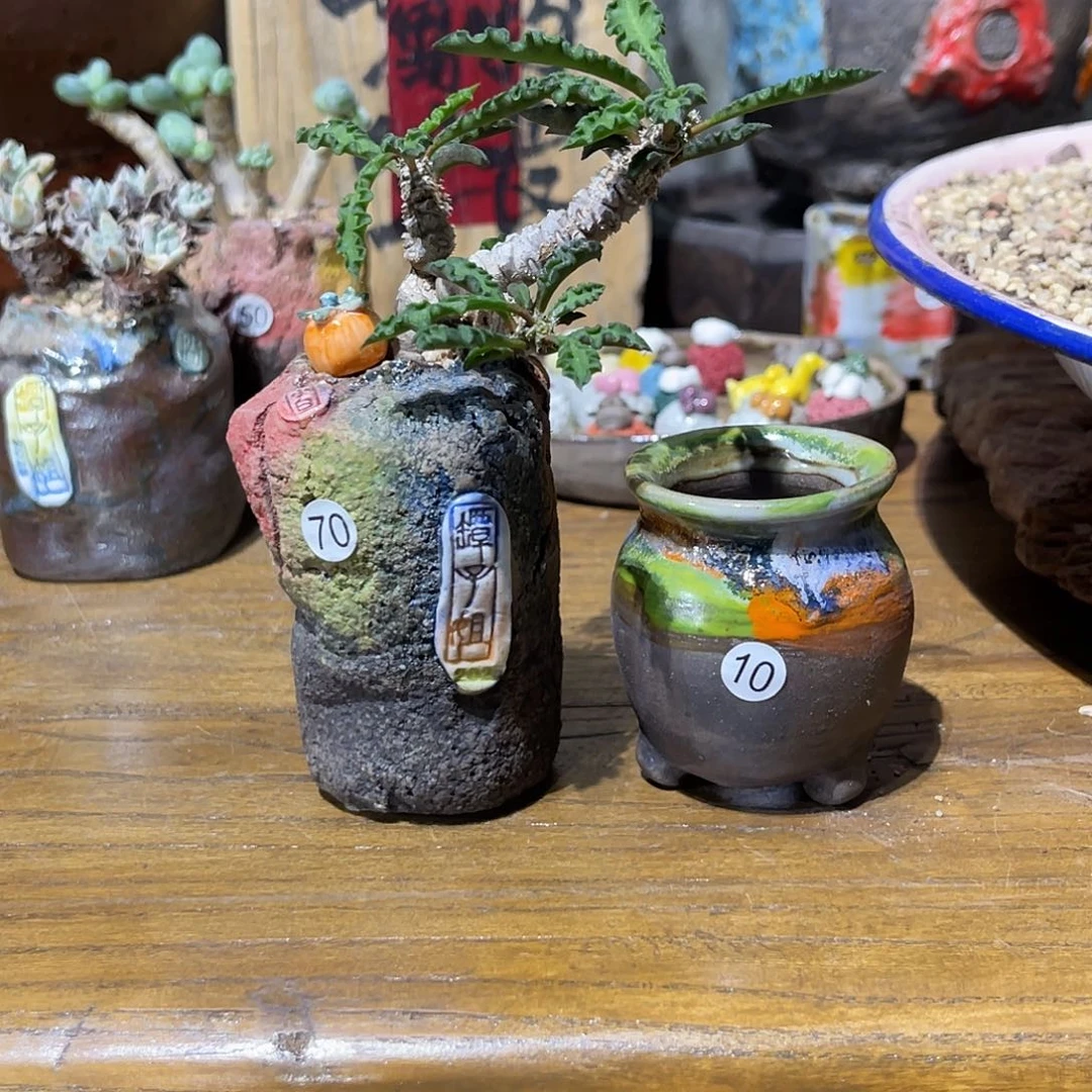 金***王两个盆加肉，土，压盆石