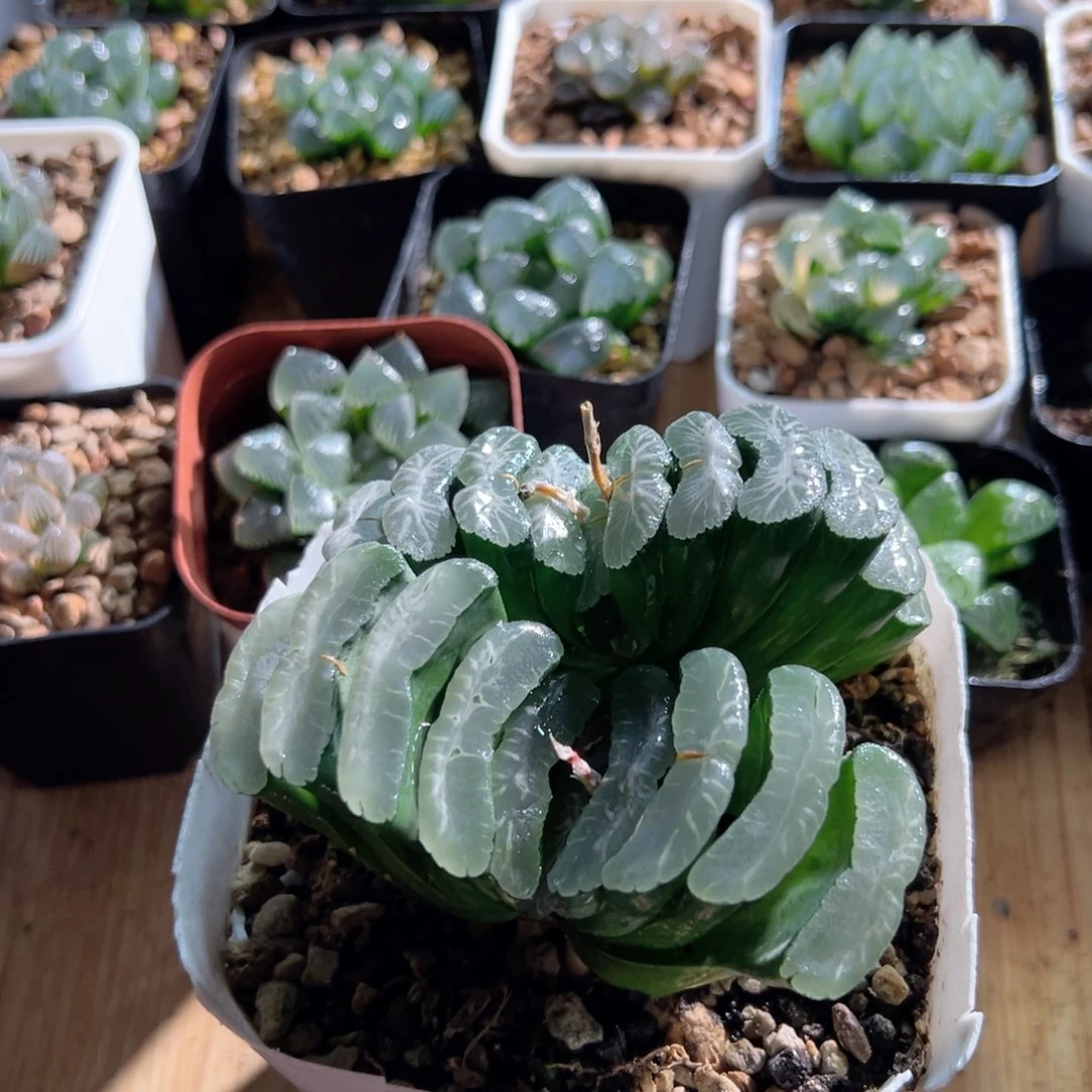 实生玉扇母本多肉植物