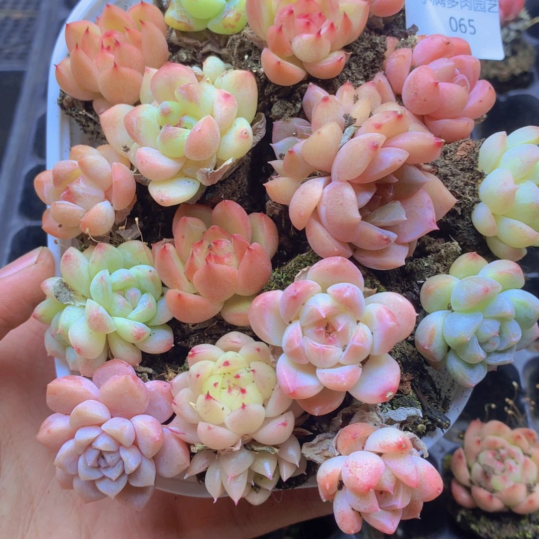 我要去看你了啊065