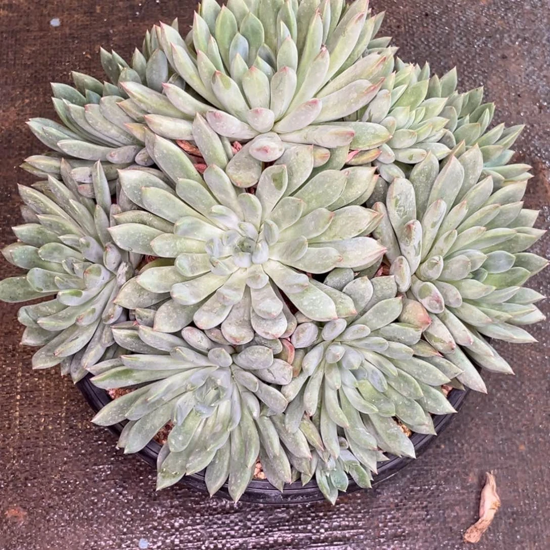 迎***夏全部花朵盛夏姐美人大群