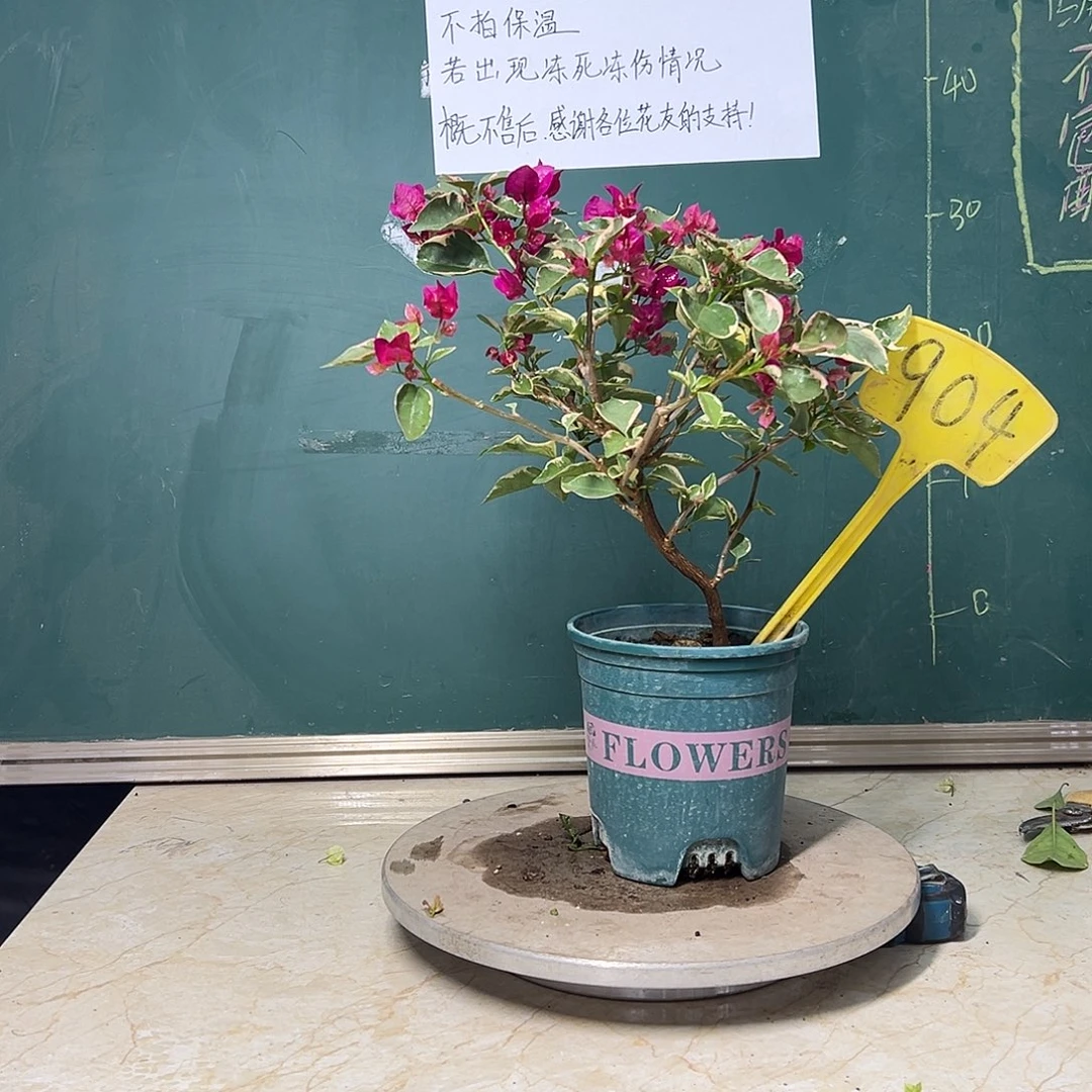 完全开放造型 蓝月亮 904