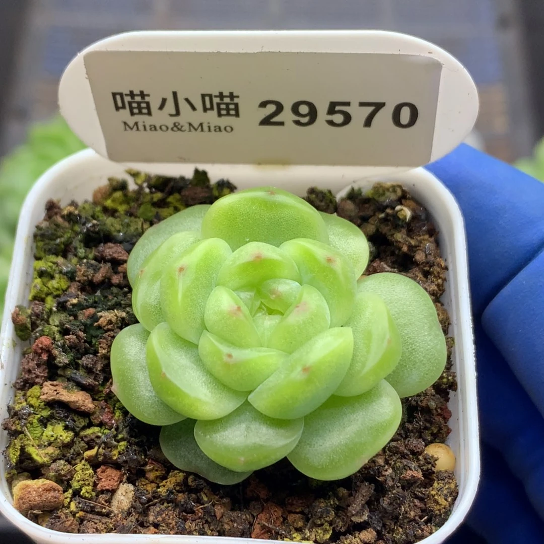 多肉植物杂交珍妮