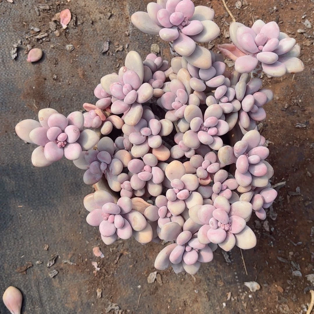 谭****）桃蛋30-37。