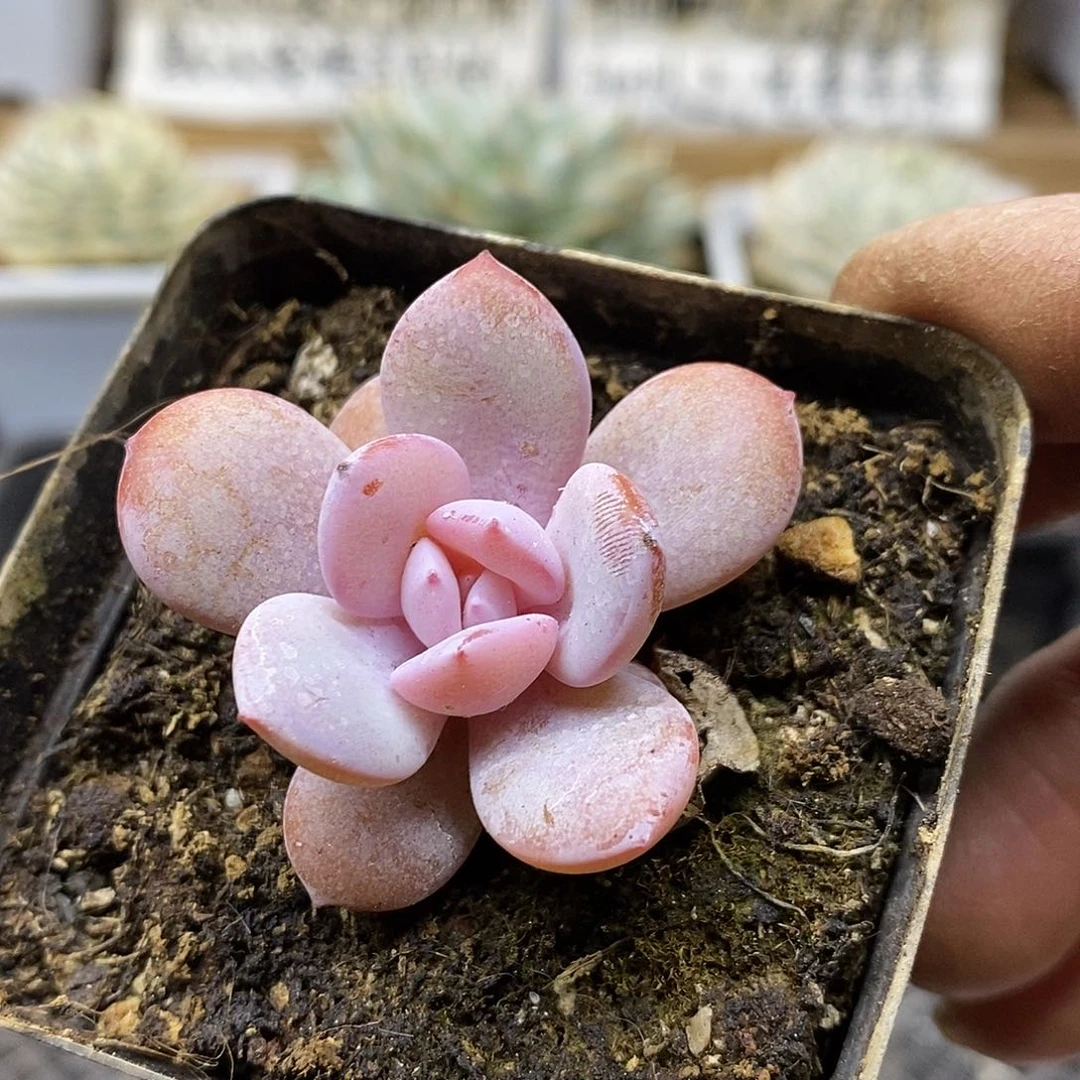 0799 状态小奶茶