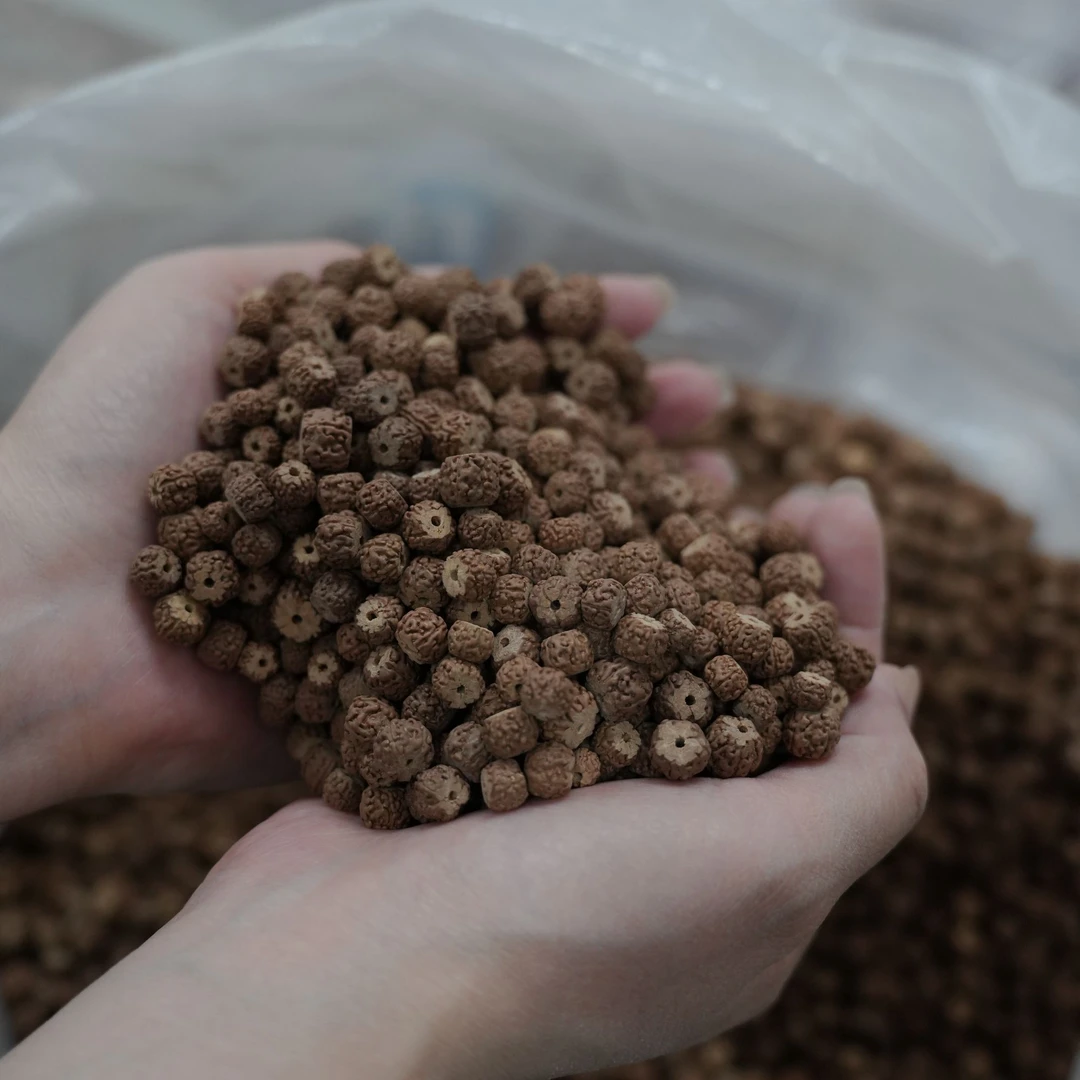 【超级福袋】原生态藏式黄点龙散籽儿(300粒左右)