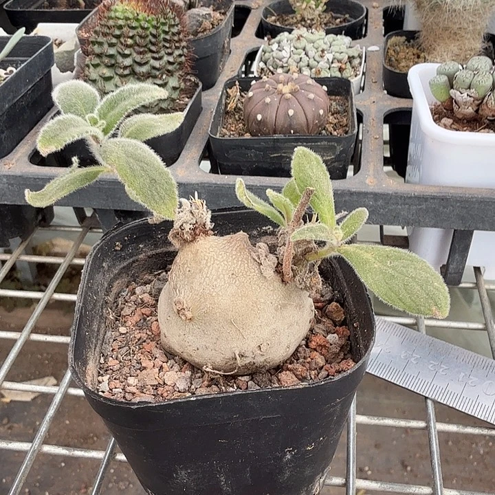白花断崖4仙人球块根