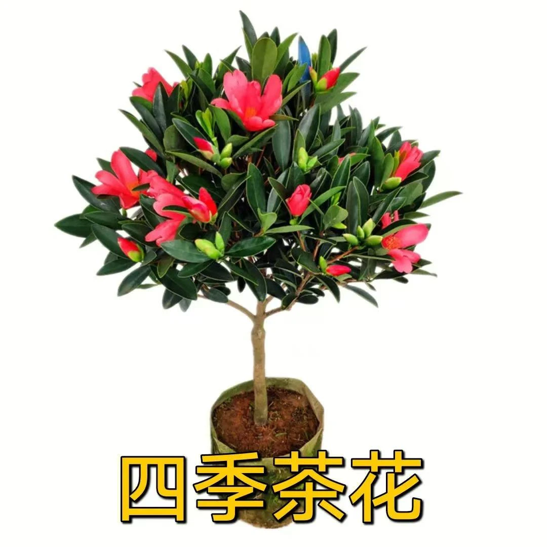 一物一拍基地直发四季茶花
