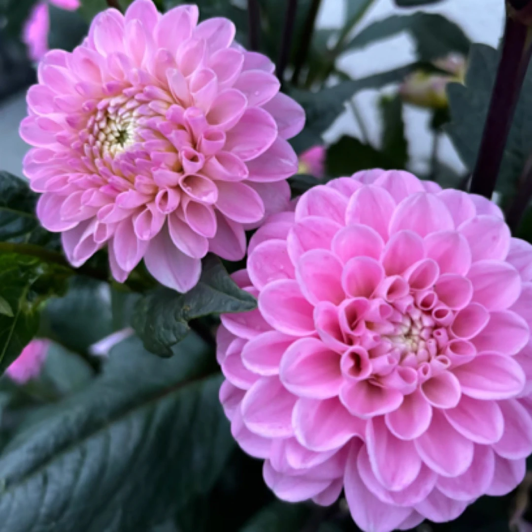 【Wizard of OZ绿野仙踪】大丽花超美精品进口整坨