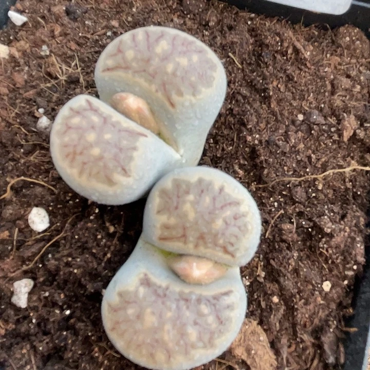 生石花一颗983一物一拍