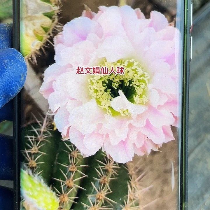 云雾5公分侧芽满18包邮