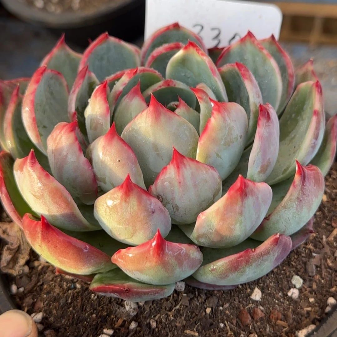 花脸拉丝惊鸿一物一拍包装收缩花旱330