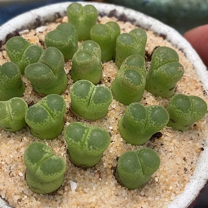 绿眼睛风铃一颗