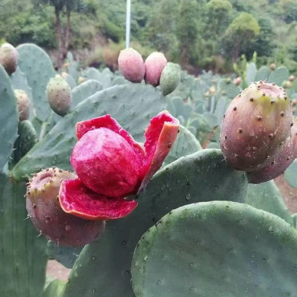 【云钻带根种植片】正宗可食用仙人掌多肉盆栽结果绿植物盆栽地栽
