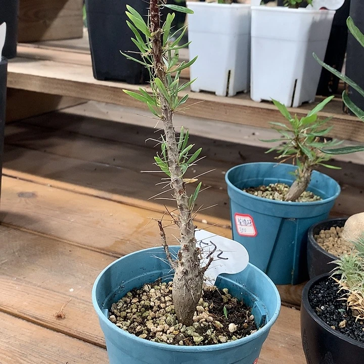 572紫福贵哈哈哈哈哈哈哈