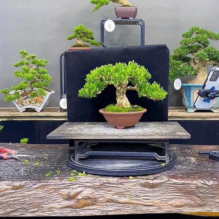 无花朵黄杨盆景四季常青