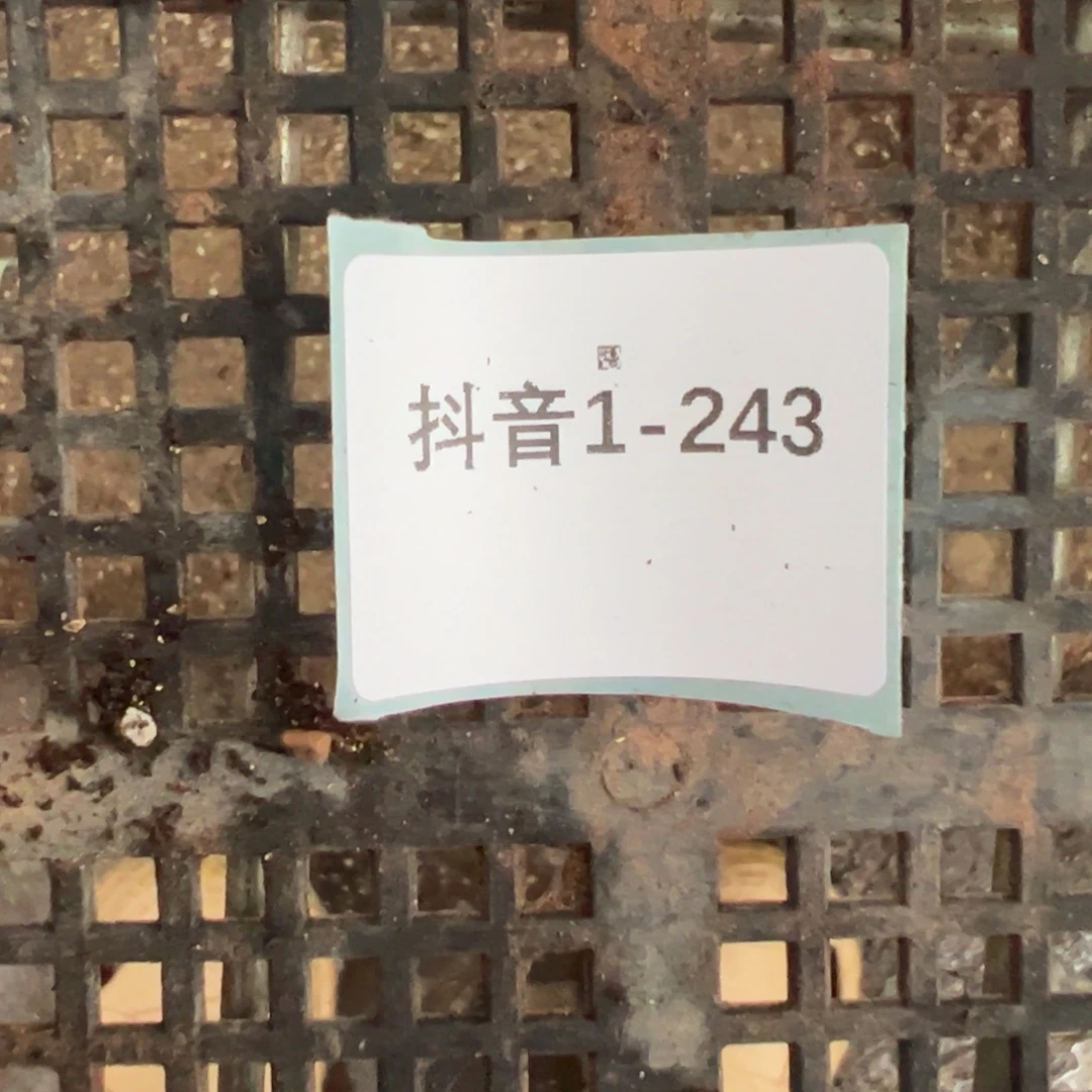 恶***使1-243肉锥多肉植物