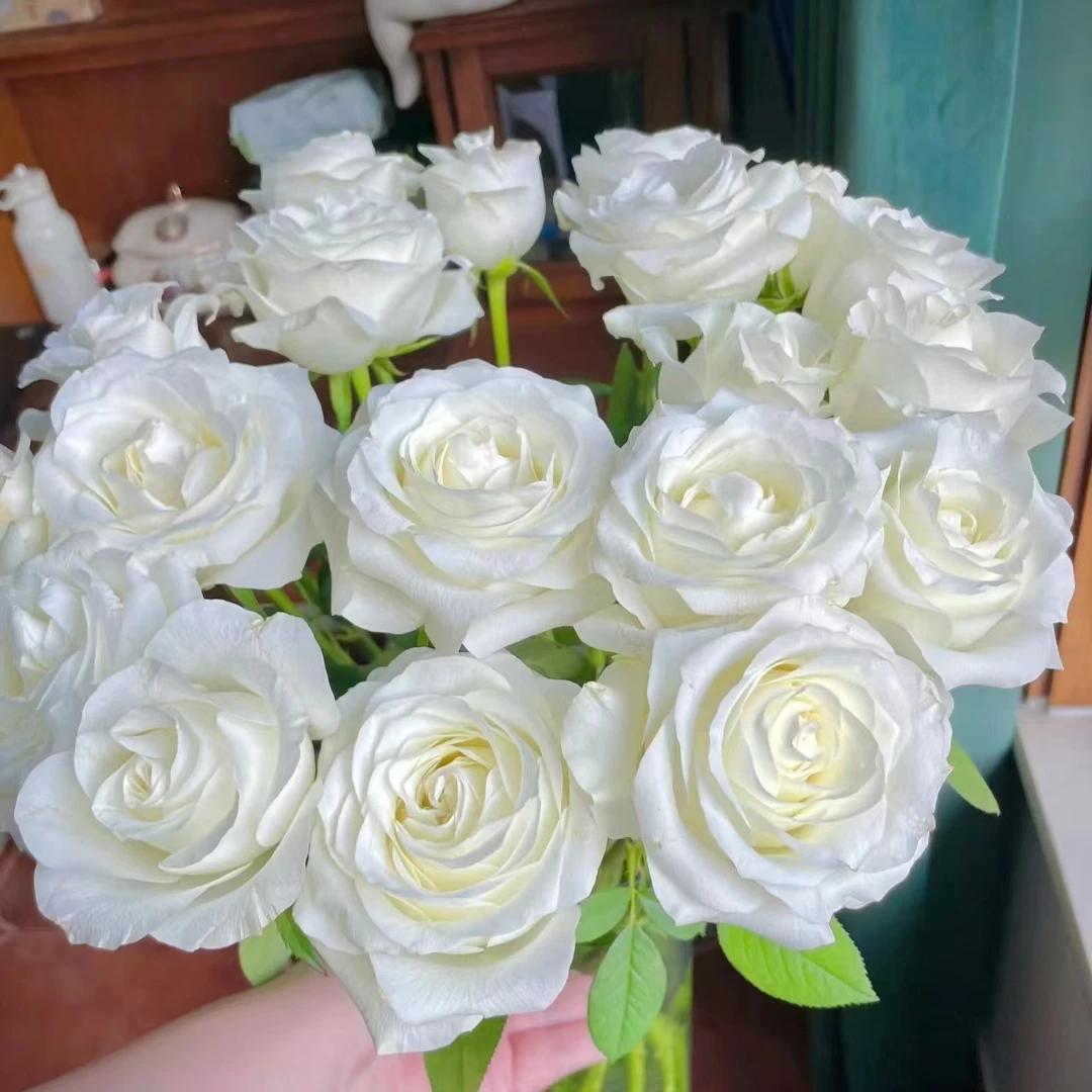 骄傲白玫瑰10枝】|全场任意两单鲜花升级快递