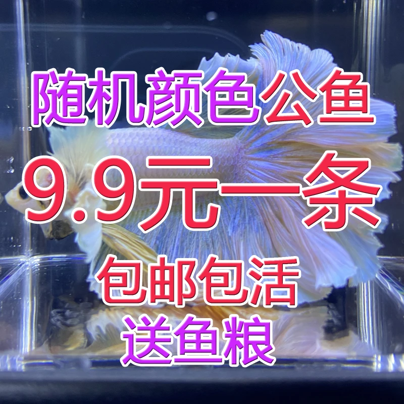 泰国斗鱼好养活热带鱼活体宠物小型观赏鱼大尾巴婚纱半月斗鱼