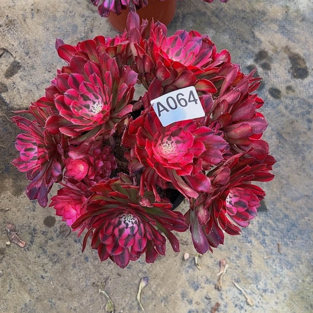 【闪购商品】多肉植物064。