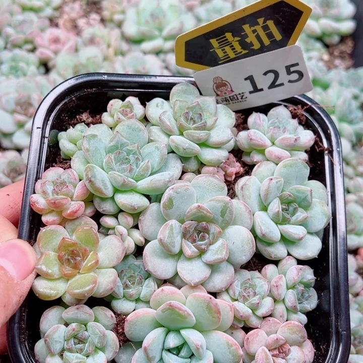 多肉植物多肉植物