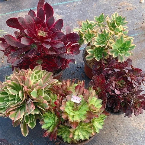 578五棵多肉植物