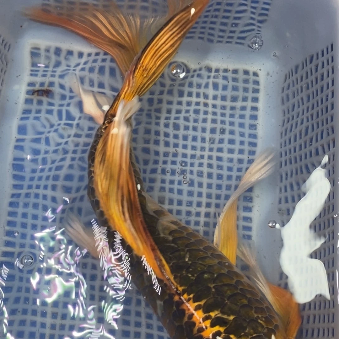 锦鲤冷水锦鲤包邮