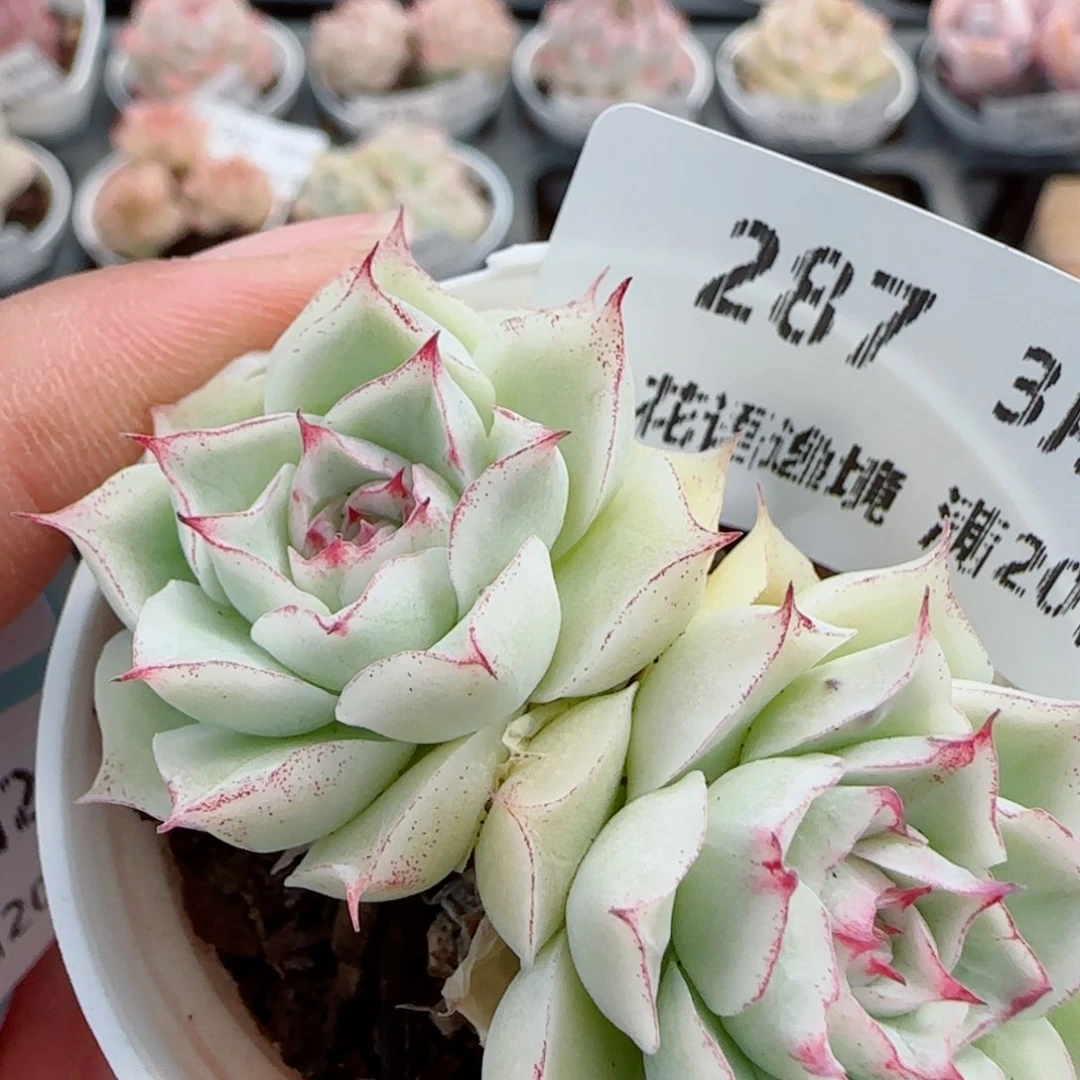 花语逸镜0326-287