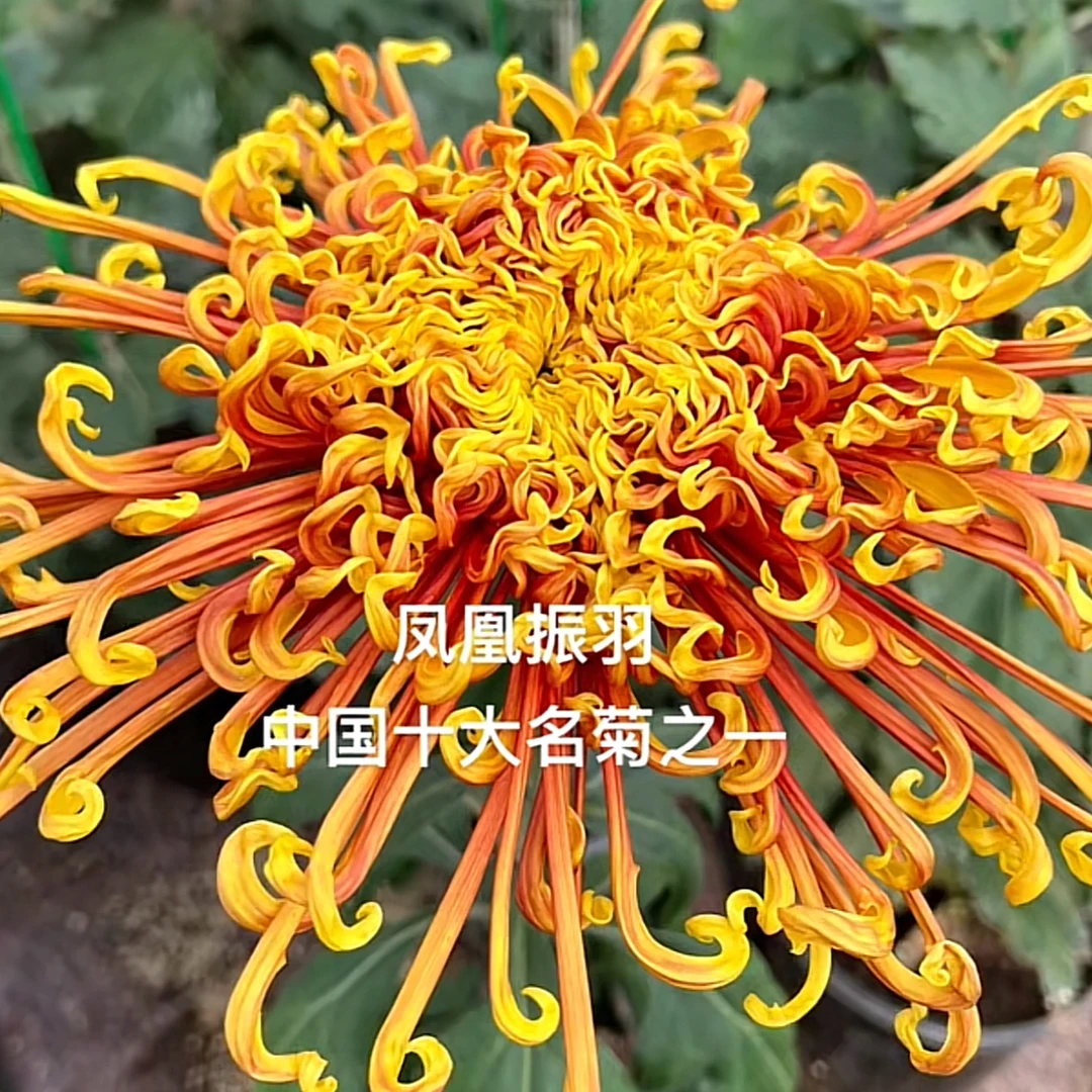 【独头凤皇阵雨菊花苗耐寒耐热阳台庭院地栽