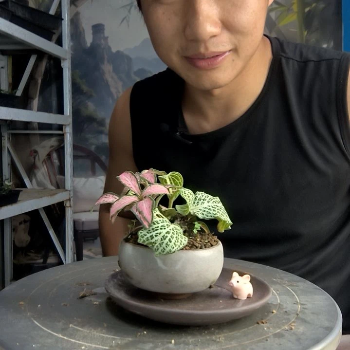 A****猫中青园艺一物一拍191