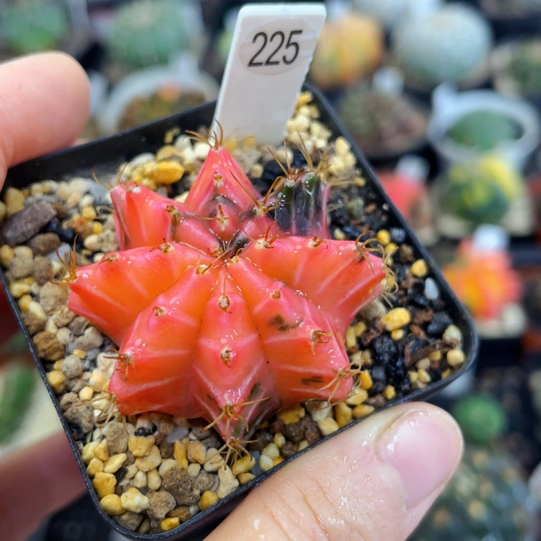 盆5公分满25包邮裸根发货