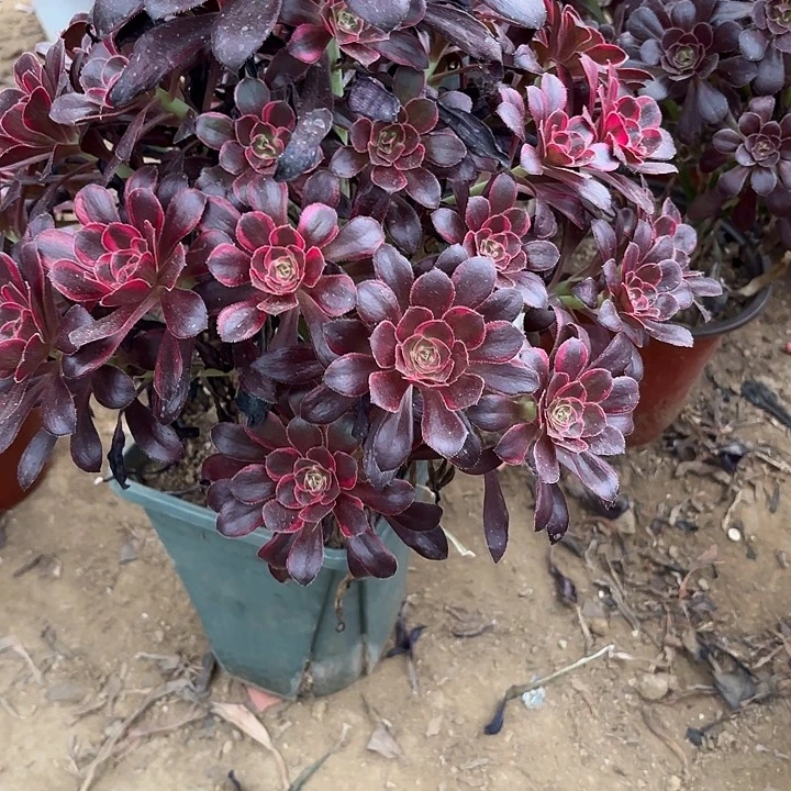 多肉植物法师丽娜4