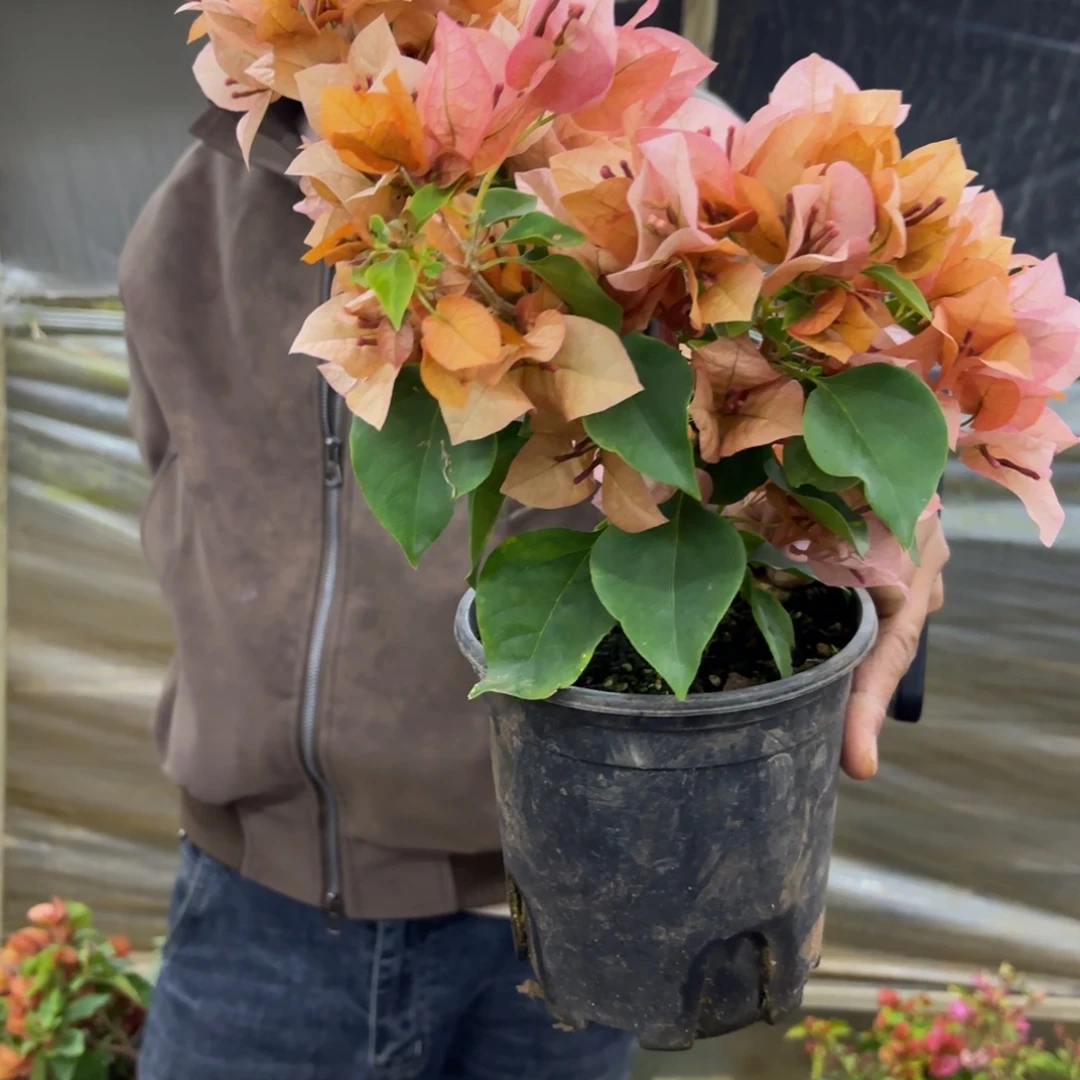 完全开放（落日）三角梅会掉花掉叶有大有小