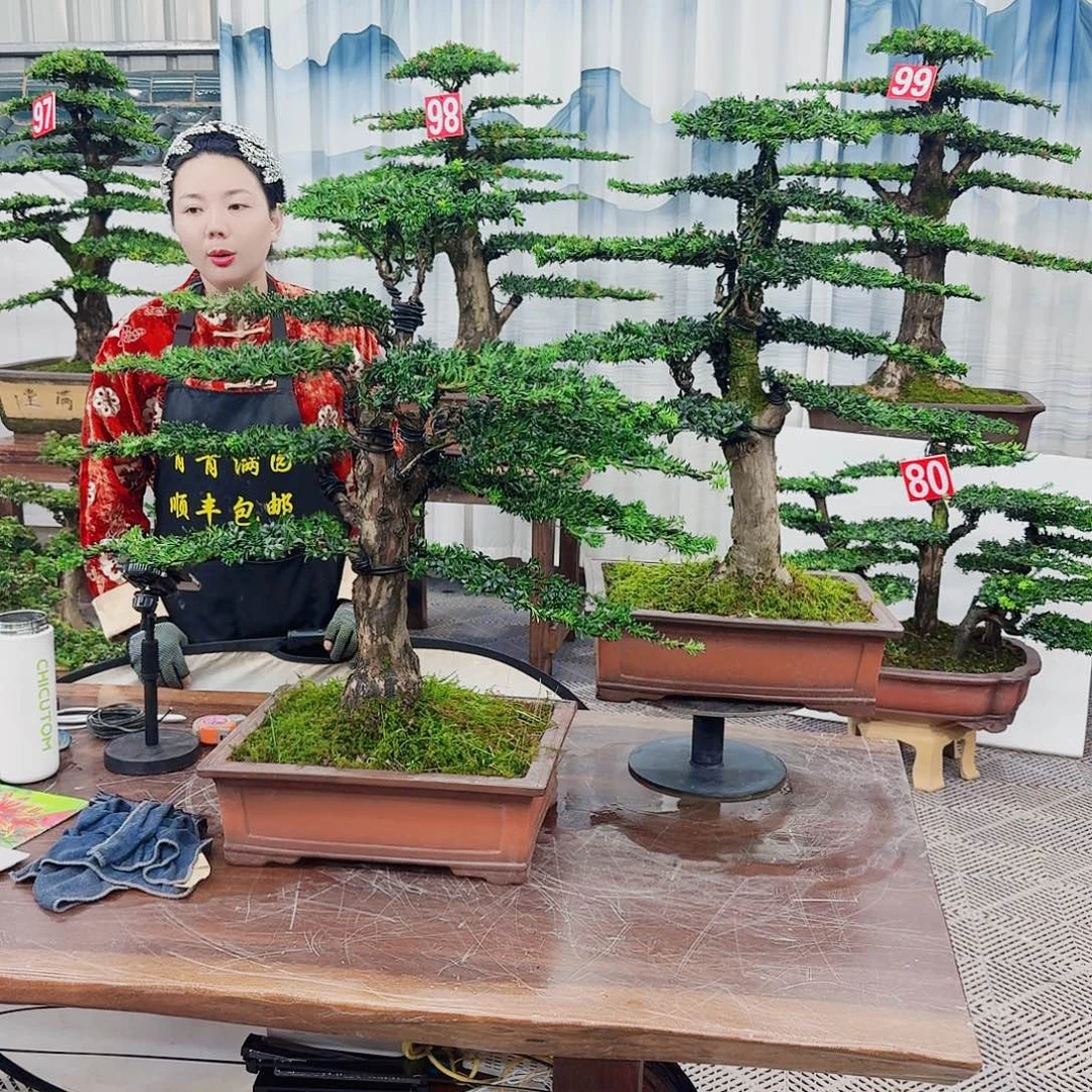 无花朵罗汉松一物一拍888