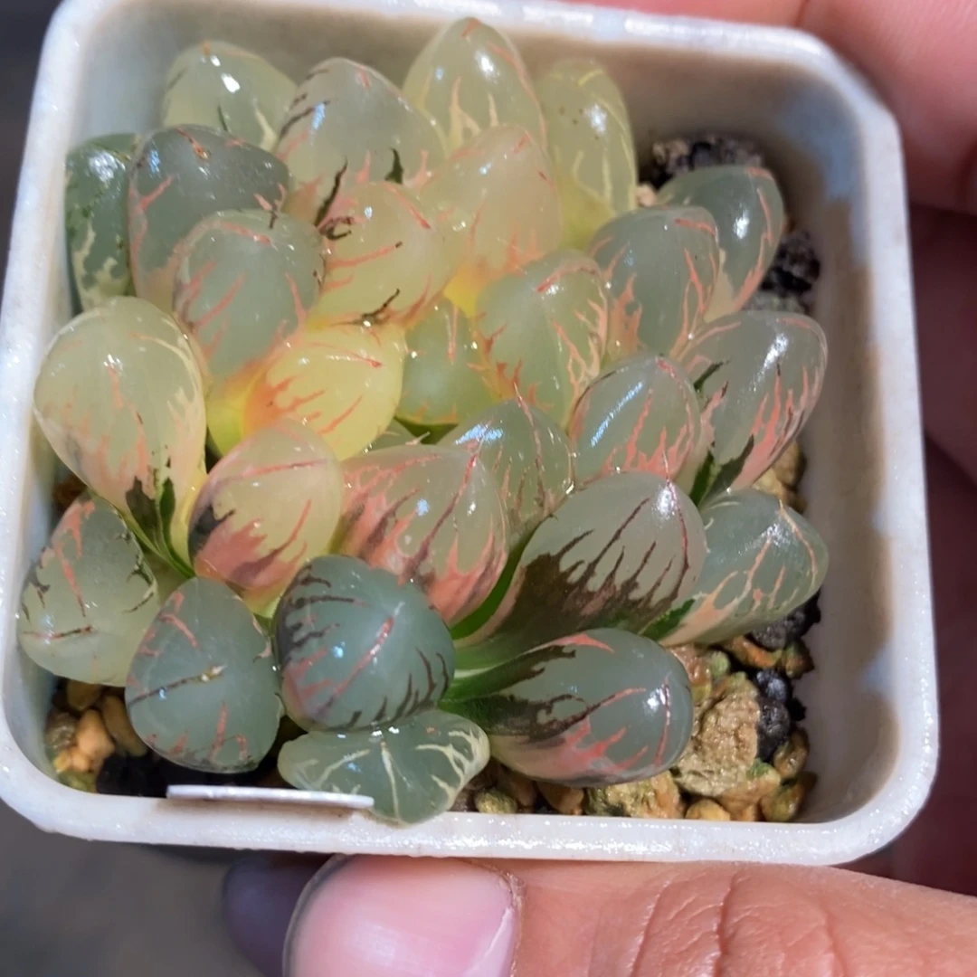一颗实生糊斑玉露锦。