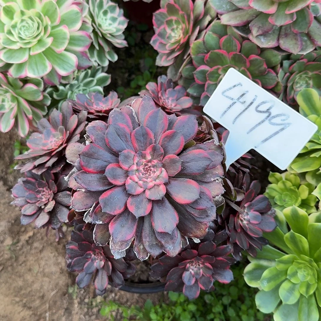 4199多肉法师多肉法师