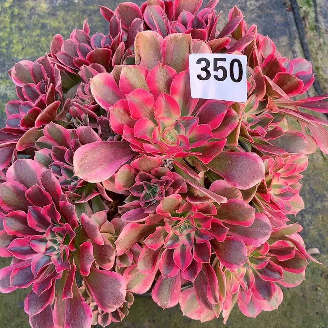 无花朵多肉植物350