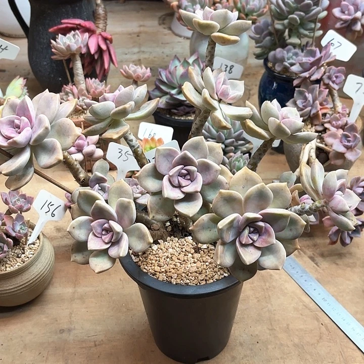 多肉植物，紫乐132号