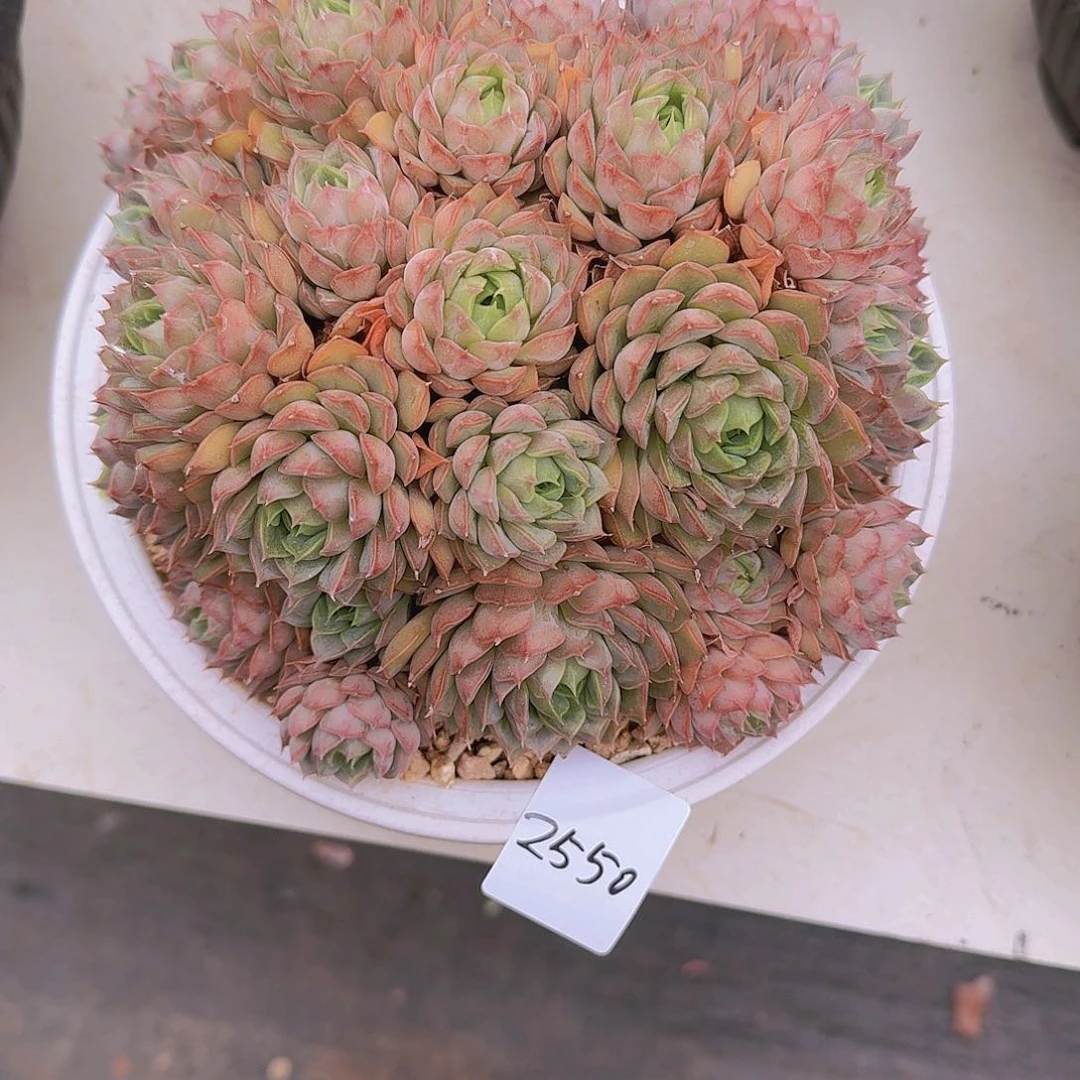 用***72550玫瑰夫人多肉植物