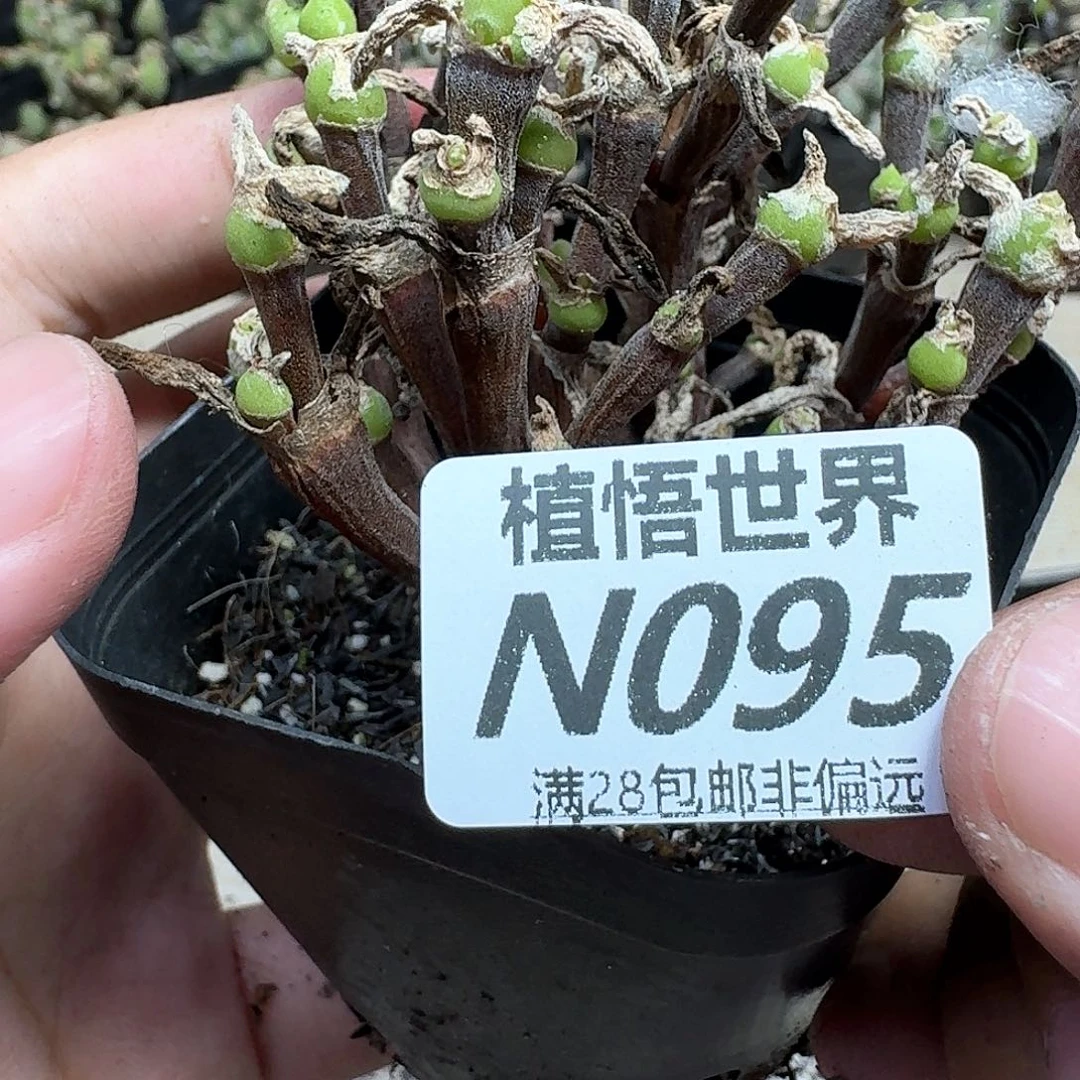 多肉植物的润泽发发