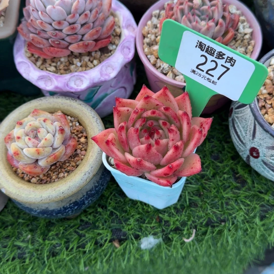 多肉植物恐龙单头