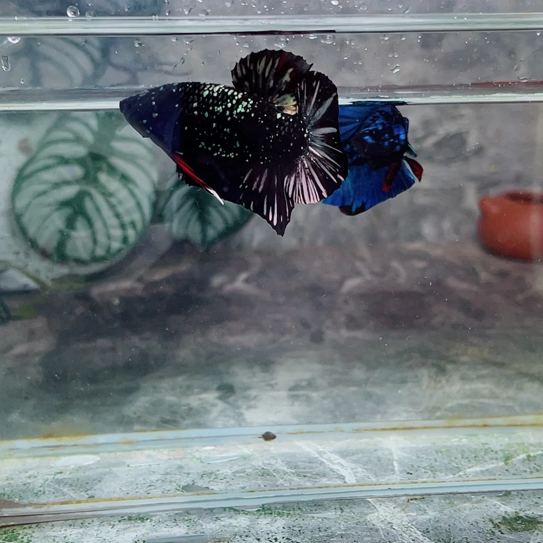 斗鱼育平斗鱼泰国斗鱼