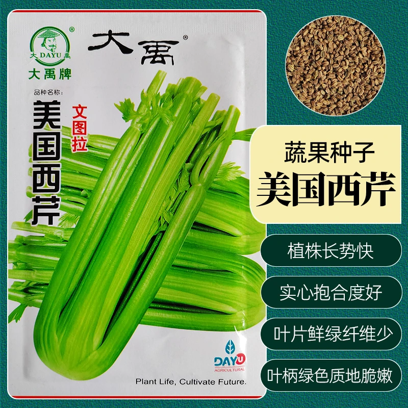 西芹种子美国西芹阳台菜园四季播种易发芽生长优质肉香厚脆嫩爽口