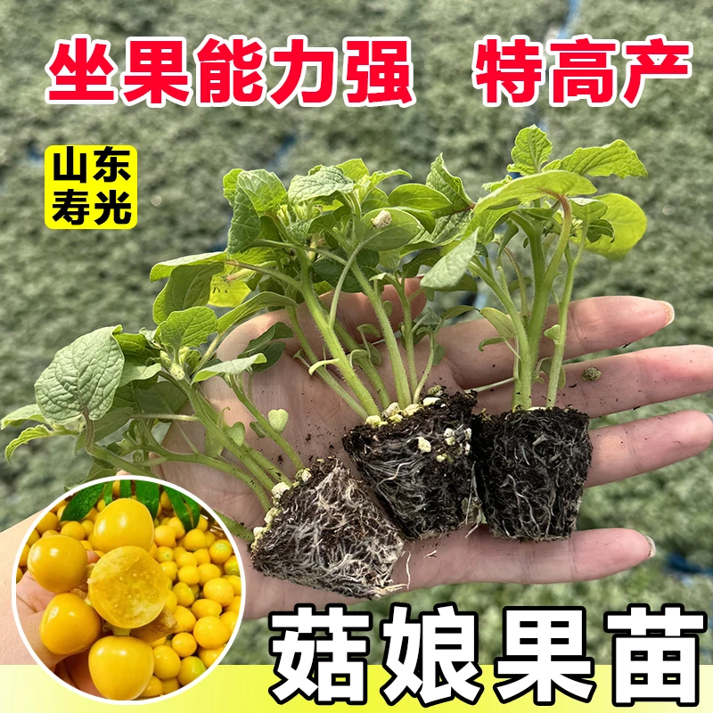 超甜东北奶香姑娘果苗秧紫姑娘灯笼果大果种子四季盆栽阳台带土球