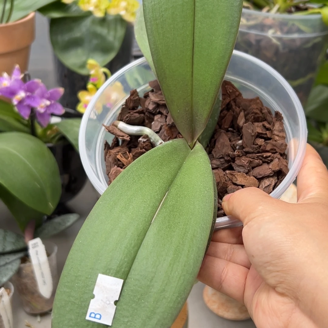 M***X当前无花栽培后可以开花用卷2棵