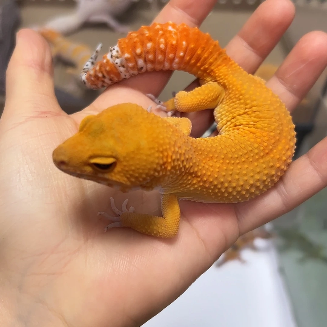 豹纹守宫蜜橘成体公