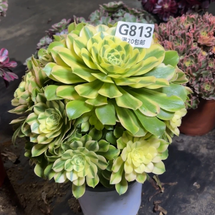 瑞妈一物一拍813